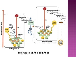 Interaction of PS I and PS II
 
