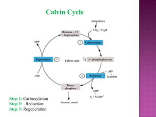 Calvin Cycle
Step 1: Carboxylation
Step 2: . Reduction
Step 3: Regeneration
 