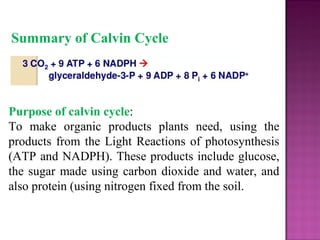 Summary of Calvin Cycle
Purpose of calvin cycle:
To make organic products plants need, using the
products from the Light Reactions of photosynthesis
(ATP and NADPH). These products include glucose,
the sugar made using carbon dioxide and water, and
also protein (using nitrogen fixed from the soil.
 