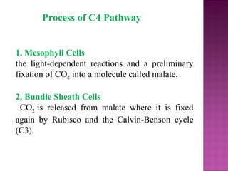 1. Mesophyll Cells
the light-dependent reactions and a preliminary
fixation of CO2 into a molecule called malate.
2. Bundle Sheath Cells
CO2 is released from malate where it is fixed
again by Rubisco and the Calvin-Benson cycle
(C3).
Process of C4 Pathway
 