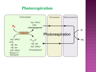 Photorespiration
 