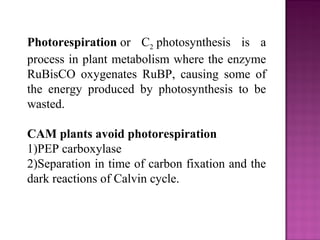 Photorespiration or C2 photosynthesis is a
process in plant metabolism where the enzyme
RuBisCO oxygenates RuBP, causing some of
the energy produced by photosynthesis to be
wasted.
CAM plants avoid photorespiration
1)PEP carboxylase
2)Separation in time of carbon fixation and the
dark reactions of Calvin cycle.
 