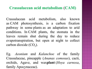 Crassulacean acid metabolism, also known
as CAM photosynthesis, is a carbon fixation
pathway in some plants as an adaptation to arid
conditions. In CAM plants, the stomata in the
leaves remain shut during the day to reduce
evapotranspiration, but open at night to collect
carbon dioxide (CO2).
Eg. Aeonium and Kalanchoe of the family
Crassulaceae, pineapple (Ananas comosus), cacti,
orchids, Agave, and waxplant (Hoya carnosa,
family Apocynaceae).
Crassulacean acid metabolism (CAM)
 