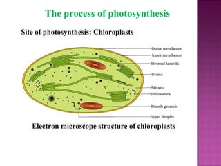 The process of photosynthesis
Electron microscope structure of chloroplasts
Site of photosynthesis: Chloroplasts
 
