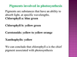 Pigments involved in photosynthesis
Pigments are substances that have an ability to
absorb light, at specific wavelengths.
Chlorophyll a: blue green
Chlorophyll b: yellow green
Carotenoids: yellow to yellow orange
Xanthophylls: yellow
We can conclude that chlorophyll a is the chief
pigment associated with photosynthesis
 