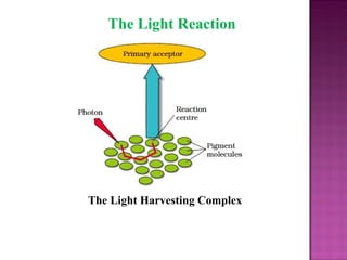 The Light Reaction
The Light Harvesting Complex
 