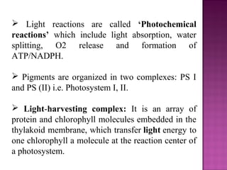  Light reactions are called ‘Photochemical
reactions’ which include light absorption, water
splitting, O2 release and formation of
ATP/NADPH.
 Pigments are organized in two complexes: PS I
and PS (II) i.e. Photosystem I, II.
 Light-harvesting complex: It is an array of
protein and chlorophyll molecules embedded in the
thylakoid membrane, which transfer light energy to
one chlorophyll a molecule at the reaction center of
a photosystem.
 