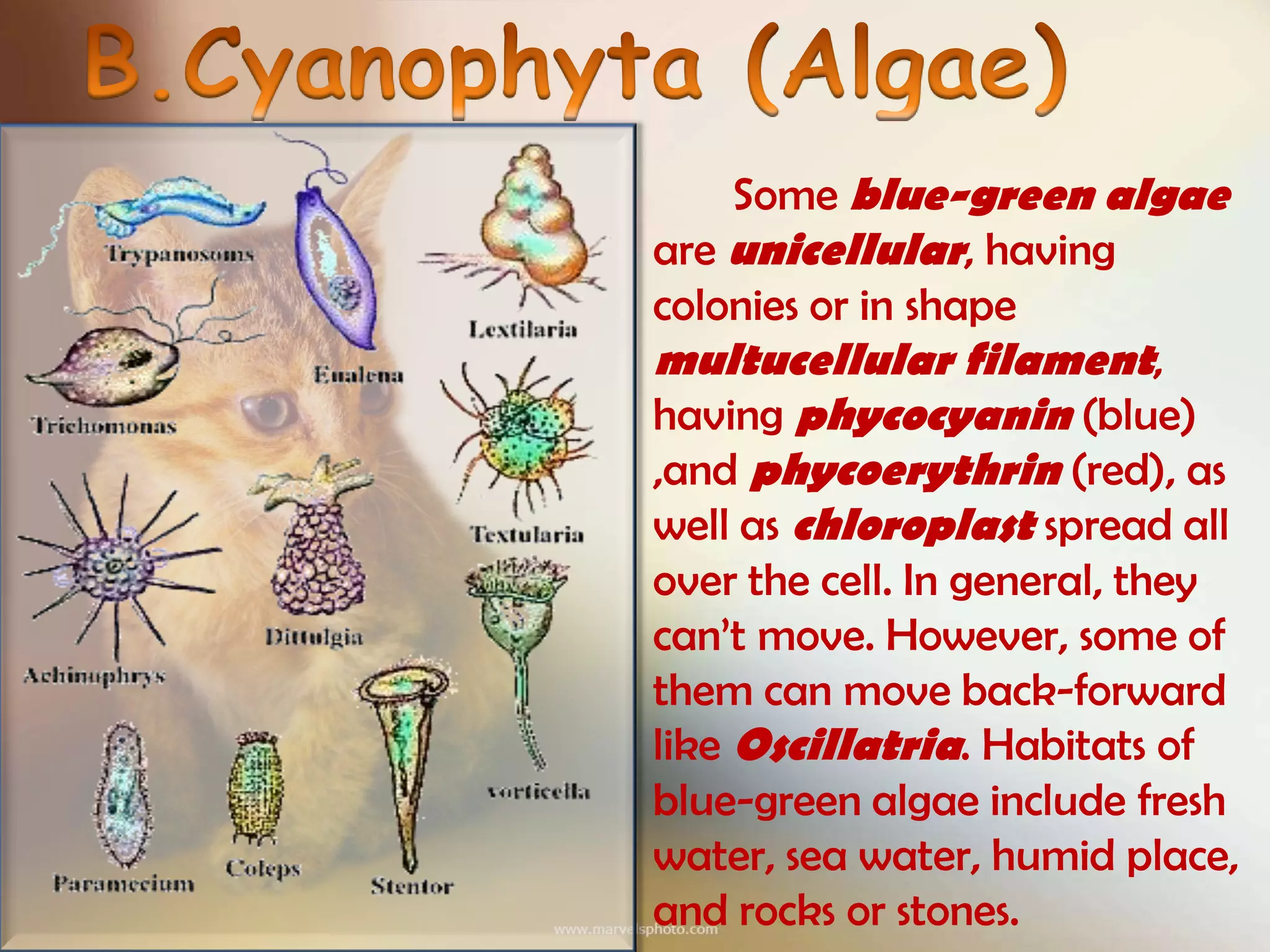 Science kingdom of monera | PPTX