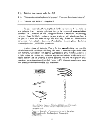 233
Q15. Describe what you see under the HPO.
Q16. Which are Lactobacillus bacteria in yogurt? Which are Streptoccus bacteria?
Q17. What are your reasons for saying so?
Have you heard about “oil-eating” bacteria? Some members of eubacteria are
able to break down or remove pollutants through the process of bioremediation.
Scientists at University of the Philippines-Diliman’s Molecular Microbiology
Laboratory have identified a number of bacteria which can help solve the problem of
oil spills in oceans and seas through this technology. These are Pseudomonas
aeruginosa, Acinetobacter baumanii, Paenibacillus thiaminolyticus, Bordetella
bronchiseptica and Lysinibacillus sphaericus.
Another group of bacteria (Figure 4), the cyanobacteria are plantlike
because they have chlorophyll-containing cells. Most of them are single-celled, some
form filaments, while others form spores. Cyanobacteria grow in ditches, esteros, or
in moist places like gardens and sidewalls where light is present. In Northern Luzon
people eat raw Tab-tab (Nostoc) as salad. Spirulina cells are rich in protein, thus,
have been grown to produce Single Cell Protein (SCP). It is used as swine and cattle
feed and is also recommended as food for humans.
(Source: Philippines. Department of Education. (2009). Science and Technology II.
Textbook (Rev. ed.). Pasig City: Instructional Materials Development
Corporation. p.249.
Figure 4. Examples of cyanobacteria are (a) Lyngbya,
(b) Microcoleus, (c) Oscillatoria, (d) Nostoc, and
(e) Spirulina.
 