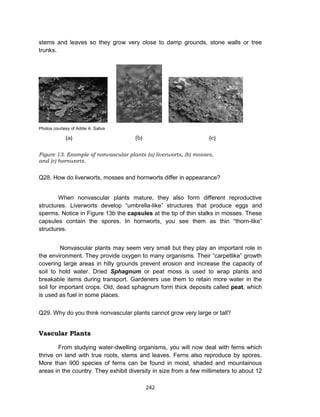 242
stems and leaves so they grow very close to damp grounds, stone walls or tree
trunks.
Photos courtesy of Addie A. Saliva
(a) (b) (c)
Figure 13. Example of nonvascular plants (a) liverworts, (b) mosses,
and (c) hornworts.
Q28. How do liverworts, mosses and hornworts differ in appearance?
When nonvascular plants mature, they also form different reproductive
structures. Liverworts develop “umbrella-like” structures that produce eggs and
sperms. Notice in Figure 13b the capsules at the tip of thin stalks in mosses. These
capsules contain the spores. In hornworts, you see them as thin “thorn-like”
structures.
Nonvascular plants may seem very small but they play an important role in
the environment. They provide oxygen to many organisms. Their “carpetlike” growth
covering large areas in hilly grounds prevent erosion and increase the capacity of
soil to hold water. Dried Sphagnum or peat moss is used to wrap plants and
breakable items during transport. Gardeners use them to retain more water in the
soil for important crops. Old, dead sphagnum form thick deposits called peat, which
is used as fuel in some places.
Q29. Why do you think nonvascular plants cannot grow very large or tall?
Vascular Plants
From studying water-dwelling organisms, you will now deal with ferns which
thrive on land with true roots, stems and leaves. Ferns also reproduce by spores.
More than 900 species of ferns can be found in moist, shaded and mountainous
areas in the country. They exhibit diversity in size from a few millimeters to about 12
 
