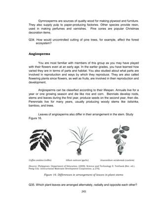 245
Gymnosperms are sources of quality wood for making plywood and furniture.
They also supply pulp to paper-producing factories. Other species provide resin,
used in making perfumes and varnishes. Pine cones are popular Christmas
decoration items.
Q34. How would uncontrolled cutting of pine trees, for example, affect the forest
ecosystem?
Angiosperms
You are most familiar with members of this group as you may have played
with their flowers even at an early age. In the earlier grades, you have learned how
varied they are in terms of parts and habitat. You also studied about what parts are
involved in reproduction and ways by which they reproduce. They are also called
flowering plants since flowers, as well as fruits, are involved in their reproduction and
development.
Angiosperms can be classified according to their lifespan. Annuals live for a
year or one growing season and die like rice and corn. Biennials develop roots,
stems and leaves during the first year, produce seeds on the second year, then die.
Perennials live for many years, usually producing woody stems like tsitsirika,
bamboo, and trees.
Leaves of angiosperms also differ in their arrangement in the stem. Study
Figure 16.
Coffea arabica (coffee) Allium sativum (garlic) Anacardium occidentale (cashew)
(Source: Philippines. Department of Education. (2009). Science and Technology II. Textbook (Rev. ed.).
Pasig City: Instructional Materials Development Corporation. p.276).
Figure 16. Differences in arrangement of leaves in plant stems
Q35. Which plant leaves are arranged alternately, radially and opposite each other?
 