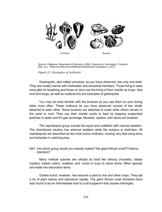 253
(Source: Philippines. Department of Education. (2009). Science and Technology II. Textbook
(Rev. ed.). Pasig City:Instructional Materials Development Corporation. p. 291.)
Figure 21. Examples of mollusks
Gastropods, also called univalves, as you have observed, has only one shell.
They are mostly marine with freshwater and terrestrial members. Those living in seas
have gills for breathing and those on land use the lining of their mantle as lungs. Sea
and land slugs, as well as nudibranchs are examples of gastropods.
You may be most familiar with the bivalves as you see them on your dining
table more often. These molluscs as you have observed consist of two shells
attached to each other. Some bivalves are attached to rocks while others remain in
the sand or mud. They use their mantle cavity to feed by trapping suspended
particles in water and for gas exchange. Mussels, oysters, and clams are bivalves.
The cephalopod group include the squid and cuttlefish with internal skeleton.
The chambered nautilus has external skeleton while the octopus is shell-less. All
cephalopods are described as the most active mollusks, moving very fast using arms
and tentacles in catching prey.
Q47. Into which group would you classify halaan? the giant African snail?Tridacna
(taklobo)?
Many mollusk species are utilized as food like tahong (mussels), talaba
(oyster), halaan (clam), scallops, and kuhol or suso to name some. Other species
are made into decorative items.
Golden kuhol, however, has become a pest to rice and other crops. They eat
a lot of plant leaves and reproduce rapidly. The giant African snail Achatina fulica
was found to be an intermediate host to a rat lungworm that causes meningitis.
 