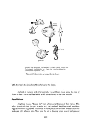 260
(Adapted from: Philippines. Department of Education. (2009). Science and
Technology II. Textbook (Rev. ed.). Pasig City: Instructional Materials
Development Corporation. p. 301.)
Q59. Compare the skeleton of the shark and the tilapia.
As food of humans and other animals, you will learn more about the role of
fishes in food chains and food webs which you will study in the next module.
Amphibians
Amphibia means “double life” from which amphibians got their name. This
refers to animals that live part in water and part on land. Most lay small, shell-less
eggs surrounded by jellylike substance in moist places or in water. These hatch into
tadpoles with gills and tails. They lose the tail to develop lungs as well as legs and
Figure 23. Examples of unique bony fishes
 
