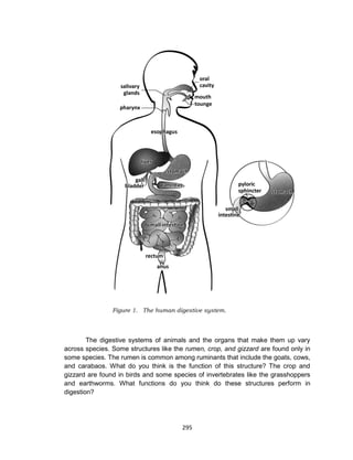 295
Figure 1. The human digestive system.
The digestive systems of animals and the organs that make them up vary
across species. Some structures like the rumen, crop, and gizzard are found only in
some species. The rumen is common among ruminants that include the goats, cows,
and carabaos. What do you think is the function of this structure? The crop and
gizzard are found in birds and some species of invertebrates like the grasshoppers
and earthworms. What functions do you think do these structures perform in
digestion?
 