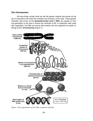 318
The Chromosome
All living things contain what we call the genetic material that serves as the
set of instructions that direct the activities and functions of the cells. These genetic
materials, also known as the deoxyribonucleic acid or DNA, are passed on from
one generation to the next to ensure the continuity of life. In eukaryotic cells (cells
with organelles), the DNA are bound with proteins and are organized as beads on
strings to form chromosomes (Figure 1).
Figure 1.The organization of the DNA as genetic material.
 