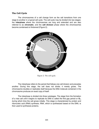 320
The Cell Cycle
The chromosomes of a cell change form as the cell transitions from one
stage to another in a typical cell cycle. The cell cycle may be divided into two stages:
the interphase where the chromosomes are long and extended and are also
referred to as chromatin, and the cell division phase where the chromosomes
become condensed or thickened (Figure 2).
Figure 2. The cell cycle.
The interphase refers to the period that follows one cell division and precedes
another. During this stage, the cell does not divide; it merely grows. The
chromosome doubles or replicates itself because the DNA molecule contained in the
chromosome produces an exact copy of itself.
The interphase is divided into three substages. The stage from the formation
of a new cell until it begins to replicate its DNA is called the first gap period or G1,
during which time the cell grows initially. This stage is characterized by protein and
ribonucleic acid (RNA) synthesis. RNA, which is synthesized based on the DNA, is
then used to synthesize proteins.
 