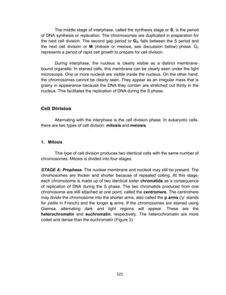 321
The middle stage of interphase, called the synthesis stage or S, is the period
of DNA synthesis or replication. The chromosomes are duplicated in preparation for
the next cell division. The second gap period or G2, falls between the S period and
the next cell division or M (mitosis or meiosis, see discussion below) phase. G2
represents a period of rapid cell growth to prepare for cell division.
During interphase, the nucleus is clearly visible as a distinct membrane-
bound organelle. In stained cells, this membrane can be clearly seen under the light
microscope. One or more nucleoli are visible inside the nucleus. On the other hand,
the chromosomes cannot be clearly seen. They appear as an irregular mass that is
grainy in appearance because the DNA they contain are stretched out thinly in the
nucleus. This facilitates the replication of DNA during the S phase.
Cell Division
Alternating with the interphase is the cell division phase. In eukaryotic cells,
there are two types of cell division: mitosis and meiosis.
1. Mitosis
This type of cell division produces two identical cells with the same number of
chromosomes. Mitosis is divided into four stages.
STAGE A: Prophase. The nuclear membrane and nucleoli may still be present. The
chromosomes are thicker and shorter because of repeated coiling. At this stage,
each chromosome is made up of two identical sister chromatids as a consequence
of replication of DNA during the S phase. The two chromatids produced from one
chromosome are still attached at one point, called the centromere. The centromere
may divide the chromosome into the shorter arms, also called the p arms (‘p’ stands
for petite in French) and the longer q arms. If the chromosomes are stained using
Giemsa, alternating dark and light regions will appear. These are the
heterochromatin and euchromatin, respectively. The heterochromatin are more
coiled and dense than the euchromatin (Figure 3).
 
