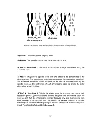 325
Figure 4. Crossing over of homologous chromosomes during meiosis I.
Diplotene. The chromosomes begin to uncoil.
Diakinesis. The paired chromosomes disperse in the nucleus.
STAGE B: Metaphase I. The paired chromosomes arrange themselves along the
equatorial plate.
STAGE C: Anaphase I. Spindle fibers form and attach to the centromeres of the
chromosomes. The homologous chromosomes separate from each other completely
and start their movement toward the poles of the cells as they are pulled by the
spindle fibers. As the centromere of each chromosome does not divide, the sister
chromatids remain together.
STAGE D: Telophase I. This is the stage when the chromosomes reach their
respective poles. Cytokinesis follows and two daughter cells are formed. Each cell
now has only half the chromosome number because only one chromosome from
each pair goes to the daughter cell. This is called the haploid condition, in contrast
to the diploid condition at the beginning of meiosis I where each chromosome pair is
intact. Telophase I is followed by interphase II.
 