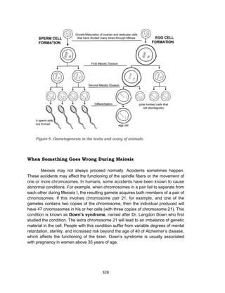328
Figure 6. Gametogenesis in the testis and ovary of animals.
When Something Goes Wrong During Meiosis
Meiosis may not always proceed normally. Accidents sometimes happen.
These accidents may affect the functioning of the spindle fibers or the movement of
one or more chromosomes. In humans, some accidents have been known to cause
abnormal conditions. For example, when chromosomes in a pair fail to separate from
each other during Meiosis I, the resulting gamete acquires both members of a pair of
chromosomes. If this involves chromosome pair 21, for example, and one of the
gametes contains two copies of the chromosome, then the individual produced will
have 47 chromosomes in his or her cells (with three copies of chromosome 21). This
condition is known as Down’s syndrome, named after Dr. Langdon Down who first
studied the condition. The extra chromosome 21 will lead to an imbalance of genetic
material in the cell. People with this condition suffer from variable degrees of mental
retardation, sterility, and increased risk beyond the age of 40 of Alzheimer’s disease,
which affects the functioning of the brain. Down’s syndrome is usually associated
with pregnancy in women above 35 years of age.
 