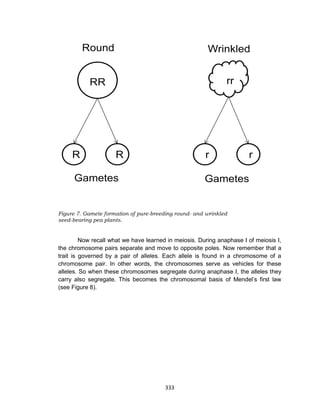 333
Figure 7. Gamete formation of pure-breeding round- and wrinkled
seed-bearing pea plants.
Now recall what we have learned in meiosis. During anaphase I of meiosis I,
the chromosome pairs separate and move to opposite poles. Now remember that a
trait is governed by a pair of alleles. Each allele is found in a chromosome of a
chromosome pair. In other words, the chromosomes serve as vehicles for these
alleles. So when these chromosomes segregate during anaphase I, the alleles they
carry also segregate. This becomes the chromosomal basis of Mendel’s first law
(see Figure 8).
 