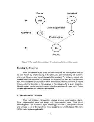 335
Figure 9. The result of crossing pure-breeding round and wrinkled seeds.
Knowing the Genotype
When you observe a pea plant, you can easily see the plant’s yellow pods or
its axial flower. By simply looking at the plant, you can immediately tell a plant’s
phenotype. However, you cannot always tell its genotype. For instance, a plant with
wrinkled seeds certainly has a rr genotype. But what about a plant with the dominant
trait, round seed? Its genotype could either be RR or Rr. There is, however, a way of
knowing whether the plant is homozygous or heterozygous for a given character.
Mendel applied two techniques in determining the genotype of a pea plant. These
are self-fertilization and testcross techniques.
1. Self-fertilization Technique
When self-fertilized, homozygotes always produce pure-breeding plants.
Thus, round-seeded peas will breed only round-seeded peas. What about
heterozygotes? Look at Table 3 again. Heterozygous round F1 peas produce round
and wrinkled seeds in the ratio three round seeds to one wrinkled seed. This ratio
(3:1) is called a phenotypic ratio.
 
