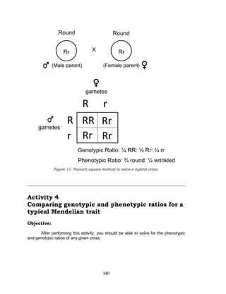 340
Figure 11. Punnett square method to solve a hybrid cross.
Activity 4
Comparing genotypic and phenotypic ratios for a
typical Mendelian trait
Objective:
After performing this activity, you should be able to solve for the phenotypic
and genotypic ratios of any given cross.
R
r
Rr
Round Round
X
R r
gametes
gametes
Genotypic Ratio: ¼ RR: ½ Rr: ¼ rr
RR
Rr
Rr
Rr
Rr
(Male parent) (Female parent)
Phenotypic Ratio: ¾ round: ¼ wrinkled
 