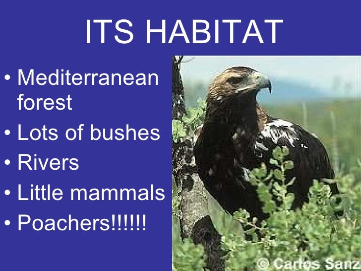 Science lesson. Spanish habitats