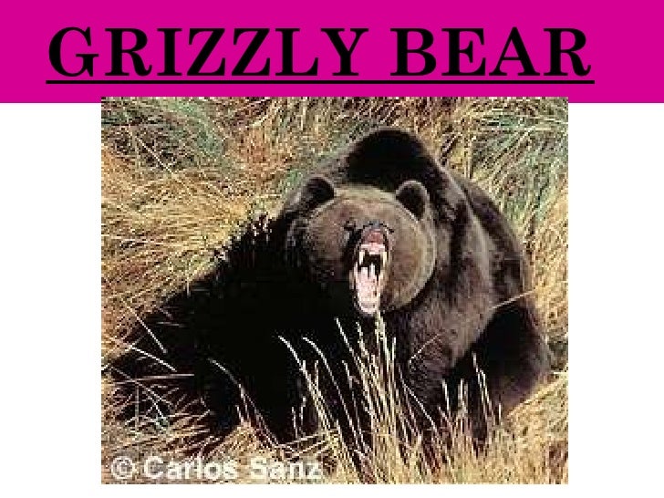 Science lesson. Spanish habitats