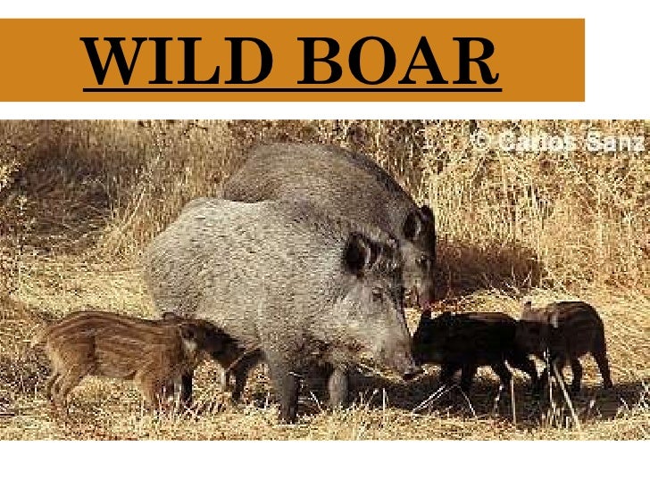 Science lesson. Spanish habitats