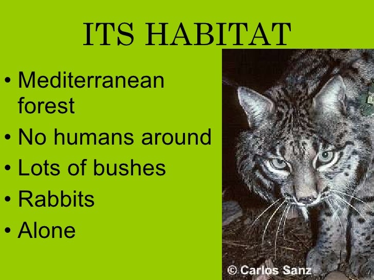 Science lesson. Spanish habitats