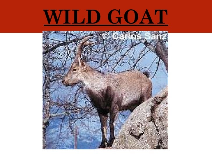 Science lesson. Spanish habitats