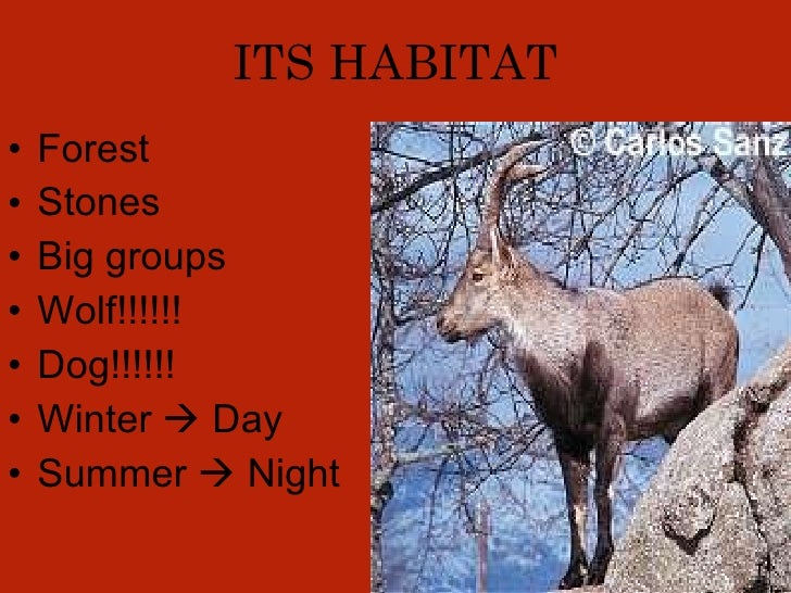 Science lesson. Spanish habitats