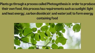 Plants go through a process called Photosynthesis in order to produce
their own food, this process has requirements such as sunlight (light
and heat energy), carbon dioxide(air) and water(soil) to form energy
containing food
 