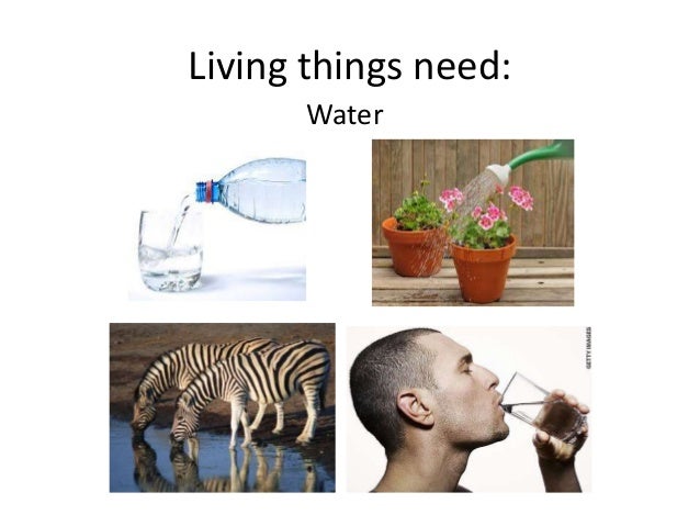 livingthings needs