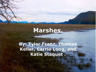 Marshes. By: Tyler Franz, Thomas Keller, Carrie Long, and Katie Staquet. 