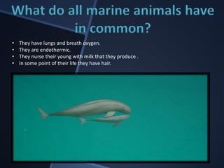 Science marine mammal project