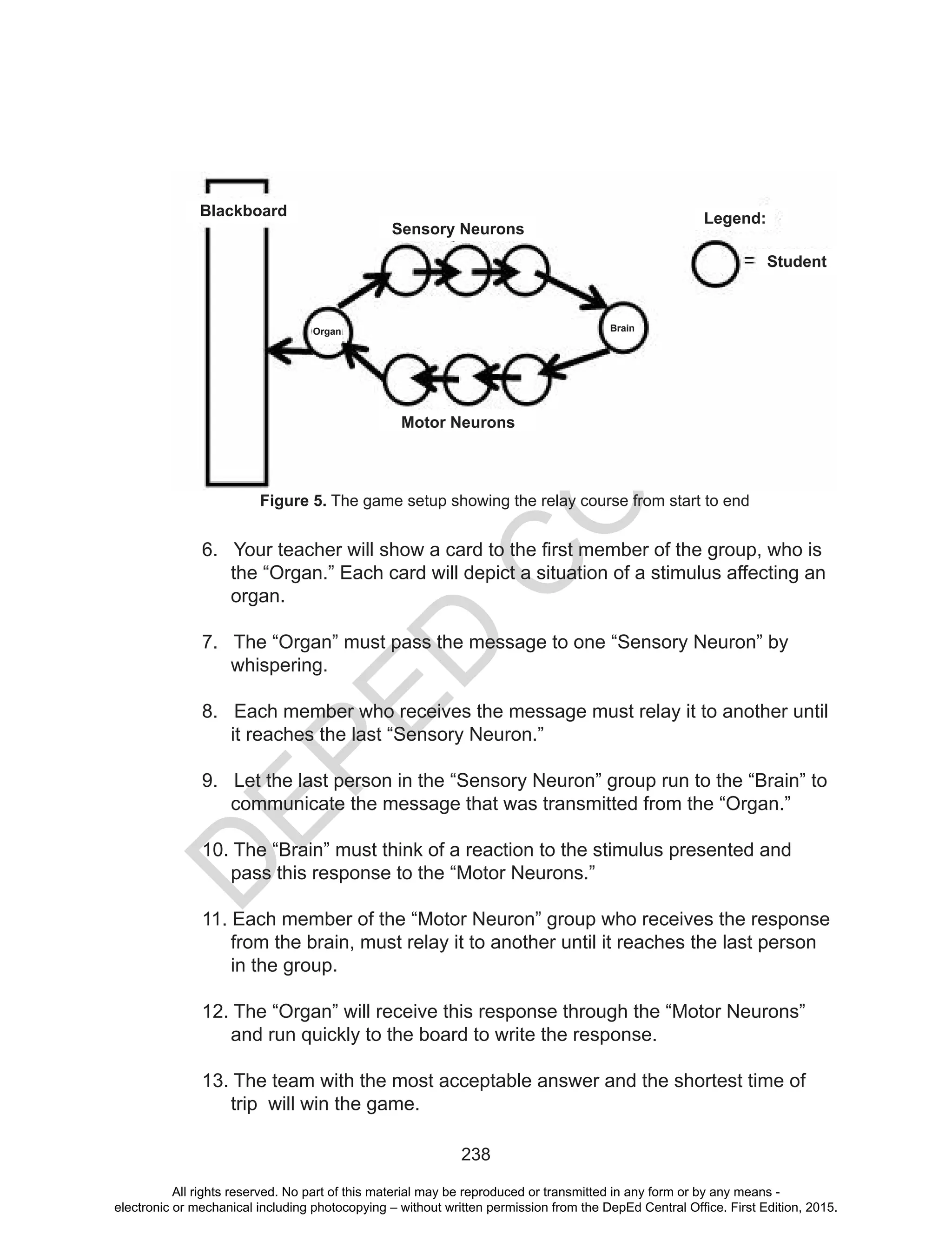 D
EPED
C
O
PY
238
6. Your teacher will show a card to the first member of the group, who is
the “Organ.” Each card will depict a situation of a stimulus affecting an
organ.
7. The “Organ” must pass the message to one “Sensory Neuron” by
whispering.
8. Each member who receives the message must relay it to another until
it reaches the last “Sensory Neuron.”
9. Let the last person in the “Sensory Neuron” group run to the “Brain” to
communicate the message that was transmitted from the “Organ.”
10. The “Brain” must think of a reaction to the stimulus presented and
pass this response to the “Motor Neurons.”
11. Each member of the “Motor Neuron” group who receives the response
from the brain, must relay it to another until it reaches the last person
in the group.
12. The “Organ” will receive this response through the “Motor Neurons”
and run quickly to the board to write the response.
13. The team with the most acceptable answer and the shortest time of
trip will win the game.
Figure 5. The game setup showing the relay course from start to end
Blackboard
Sensory Neurons
Motor Neurons
Student
Legend:
Organ Brain
All rights reserved. No part of this material may be reproduced or transmitted in any form or by any means -
electronic or mechanical including photocopying – without written permission from the DepEd Central Office. First Edition, 2015.
 