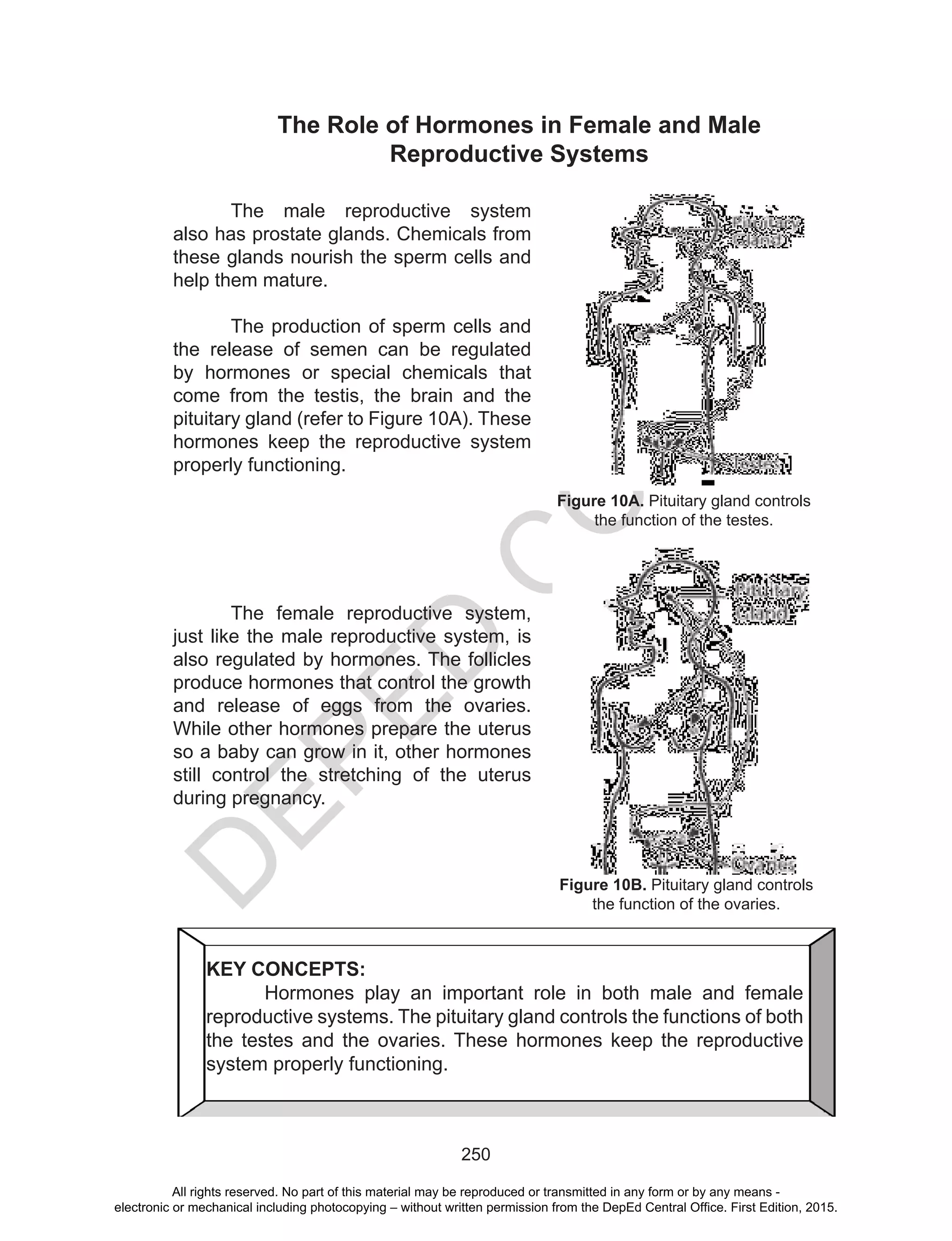 D
EPED
C
O
PY
250
The Role of Hormones in Female and Male
Reproductive Systems
The male reproductive system
also has prostate glands. Chemicals from
these glands nourish the sperm cells and
help them mature.
The production of sperm cells and
the release of semen can be regulated
by hormones or special chemicals that
come from the testis, the brain and the
pituitary gland (refer to Figure 10A). These
hormones keep the reproductive system
properly functioning.
The female reproductive system,
just like the male reproductive system, is
also regulated by hormones. The follicles
produce hormones that control the growth
and release of eggs from the ovaries.
While other hormones prepare the uterus
so a baby can grow in it, other hormones
still control the stretching of the uterus
during pregnancy.
Figure 10A. Pituitary gland controls
the function of the testes.
Figure 10B. Pituitary gland controls
the function of the ovaries.
KEY CONCEPTS:
	 Hormones play an important role in both male and female
reproductive systems. The pituitary gland controls the functions of both
the testes and the ovaries. These hormones keep the reproductive
system properly functioning.
All rights reserved. No part of this material may be reproduced or transmitted in any form or by any means -
electronic or mechanical including photocopying – without written permission from the DepEd Central Office. First Edition, 2015.
 