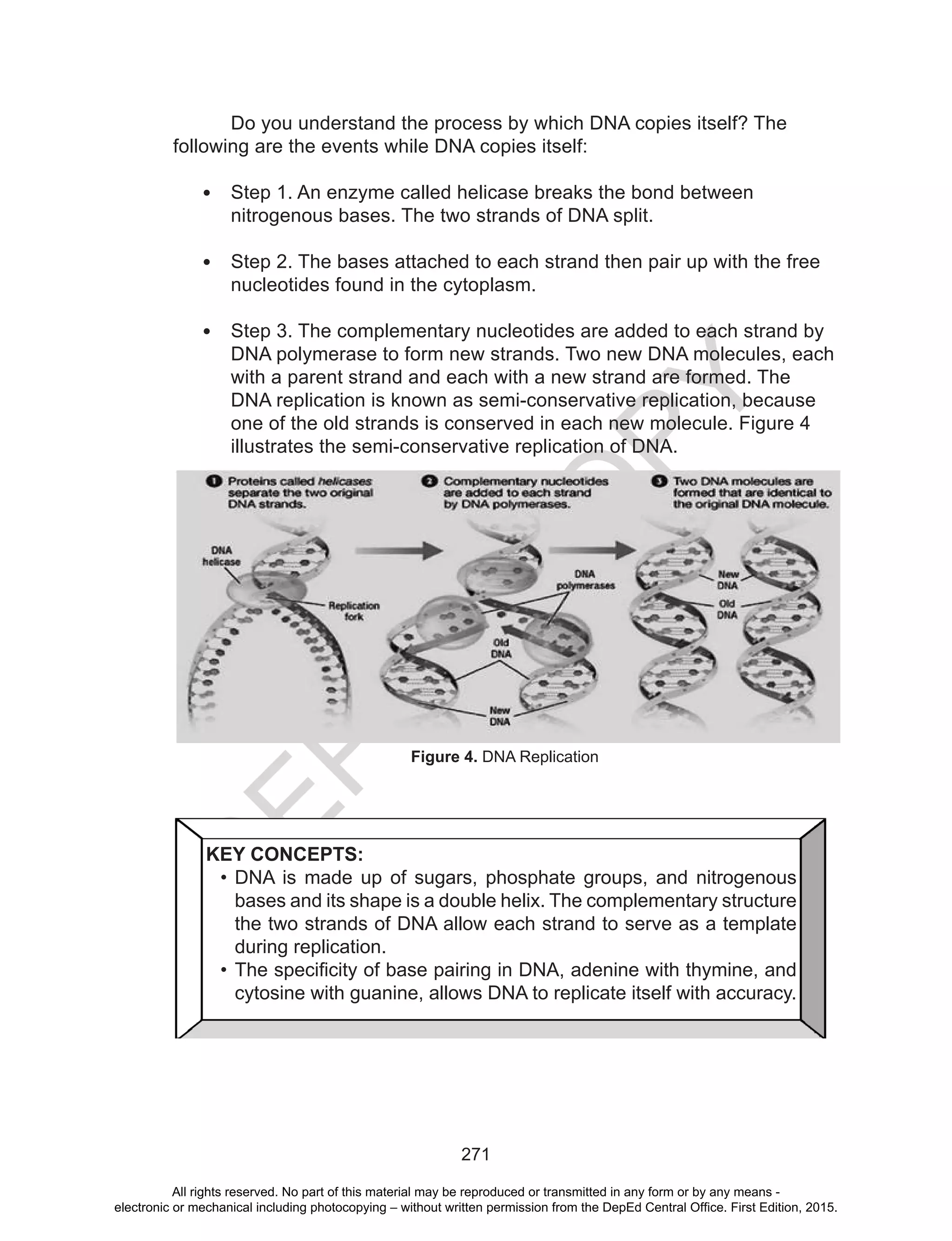 D
EPED
C
O
PY
271
	 Do you understand the process by which DNA copies itself? The
following are the events while DNA copies itself:
•	 Step 1. An enzyme called helicase breaks the bond between
nitrogenous bases. The two strands of DNA split.
•	 Step 2. The bases attached to each strand then pair up with the free
nucleotides found in the cytoplasm.
•	 Step 3. The complementary nucleotides are added to each strand by
DNA polymerase to form new strands. Two new DNA molecules, each
with a parent strand and each with a new strand are formed. The
DNA replication is known as semi-conservative replication, because
one of the old strands is conserved in each new molecule. Figure 4
illustrates the semi-conservative replication of DNA.
Figure 4. DNA Replication
KEY CONCEPTS:
•	DNA is made up of sugars, phosphate groups, and nitrogenous
bases and its shape is a double helix. The complementary structure
the two strands of DNA allow each strand to serve as a template
during replication.
•	The specificity of base pairing in DNA, adenine with thymine, and
cytosine with guanine, allows DNA to replicate itself with accuracy.
All rights reserved. No part of this material may be reproduced or transmitted in any form or by any means -
electronic or mechanical including photocopying – without written permission from the DepEd Central Office. First Edition, 2015.
 