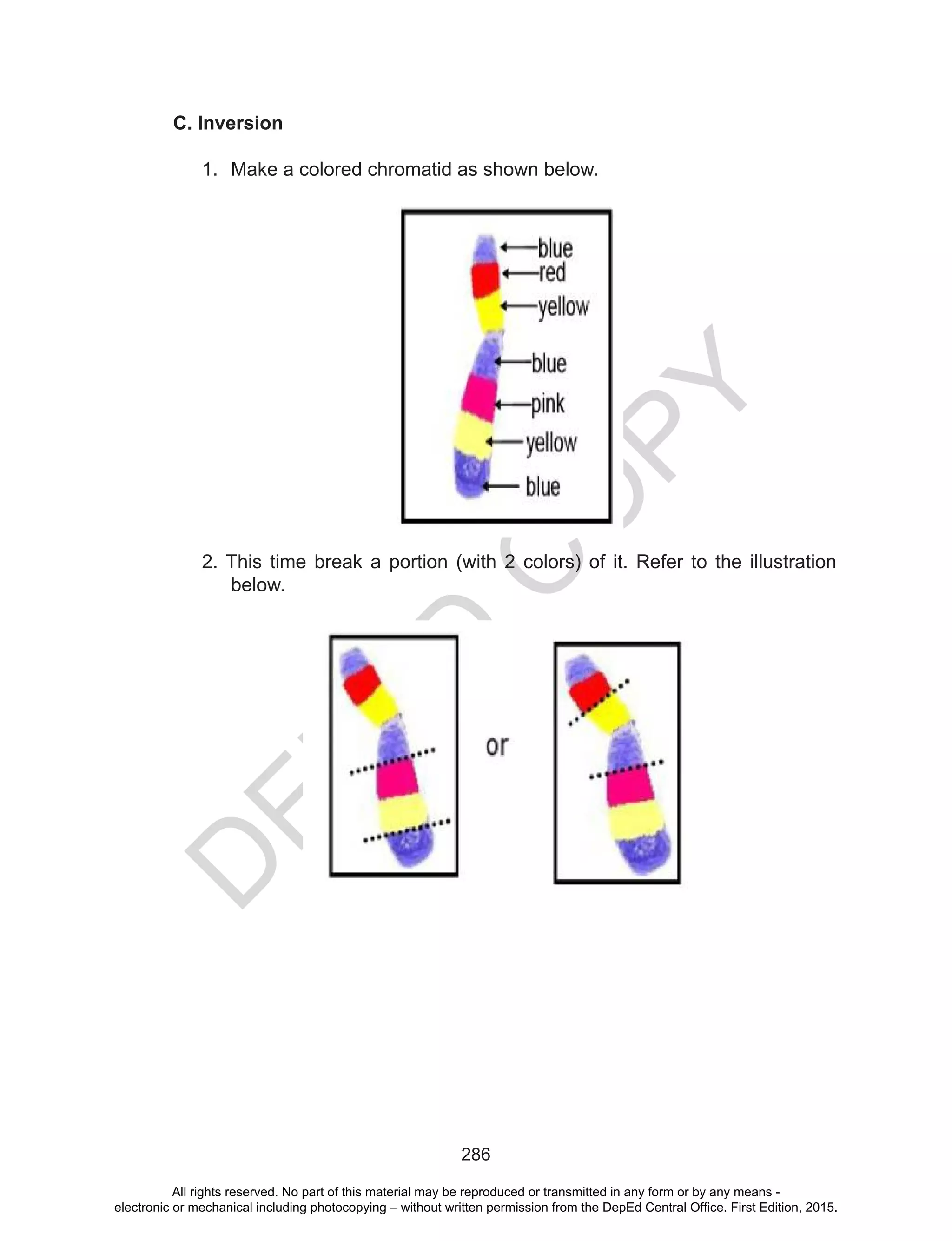 D
EPED
C
O
PY
286
C. Inversion
1.	 Make a colored chromatid as shown below.
2. This time break a portion (with 2 colors) of it. Refer to the illustration
below.
All rights reserved. No part of this material may be reproduced or transmitted in any form or by any means -
electronic or mechanical including photocopying – without written permission from the DepEd Central Office. First Edition, 2015.
 