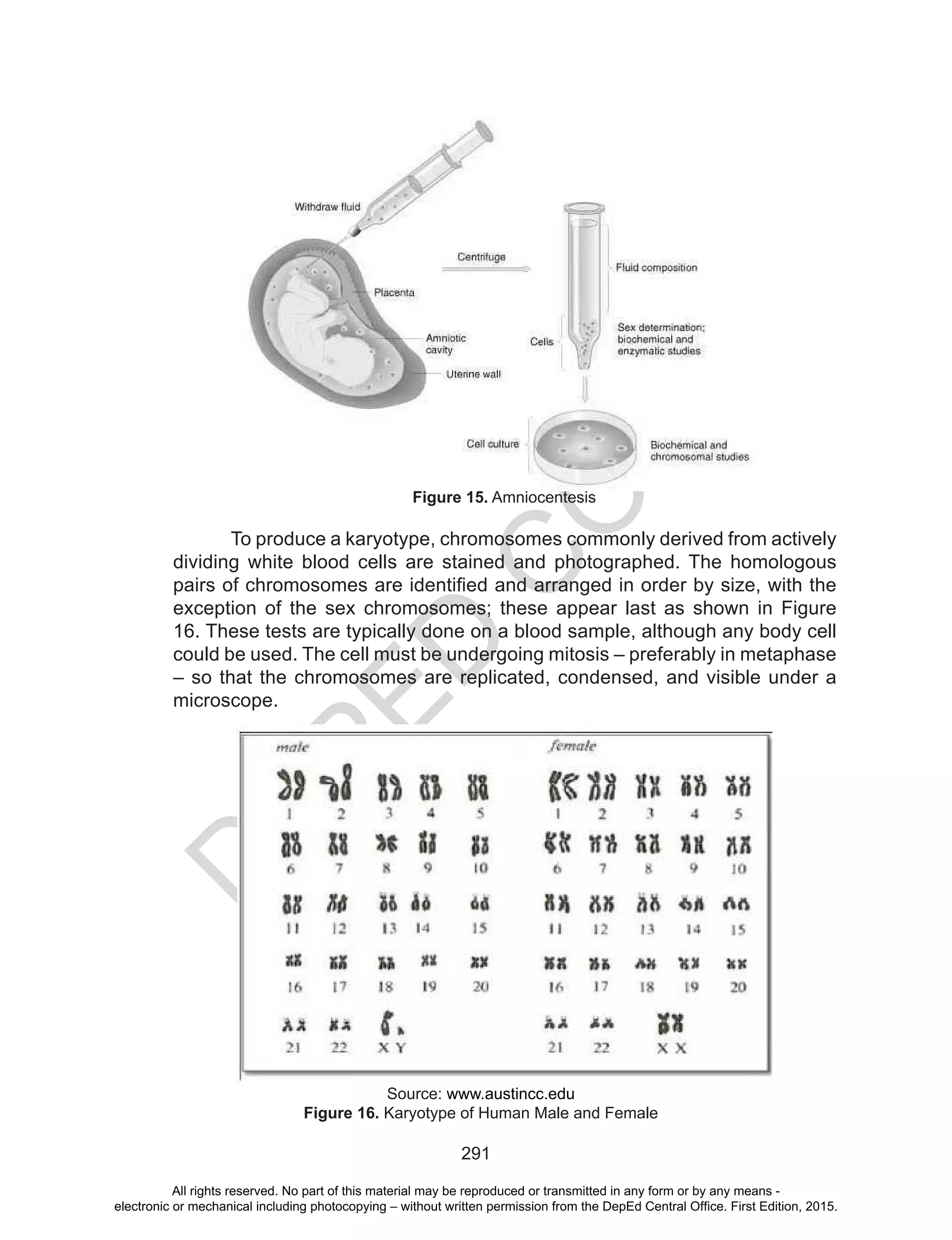 D
EPED
C
O
PY
291
Figure 15. Amniocentesis
To produce a karyotype, chromosomes commonly derived from actively
dividing white blood cells are stained and photographed. The homologous
pairs of chromosomes are identified and arranged in order by size, with the
exception of the sex chromosomes; these appear last as shown in Figure
16. These tests are typically done on a blood sample, although any body cell
could be used. The cell must be undergoing mitosis – preferably in metaphase
– so that the chromosomes are replicated, condensed, and visible under a
microscope.
Source: www.austincc.edu
Figure 16. Karyotype of Human Male and Female
All rights reserved. No part of this material may be reproduced or transmitted in any form or by any means -
electronic or mechanical including photocopying – without written permission from the DepEd Central Office. First Edition, 2015.
 