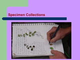 Specimen Collections 