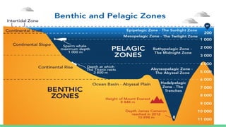 "Ocean Ecosystems: Life Beneath the Waves"