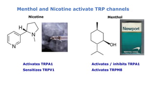 Menthol and Nicotine activate TRP channels
Nicotine Menthol
Activates / inhibits TRPA1
Activates TRPM8
Activates TRPA1
Sensitizes TRPV1
 