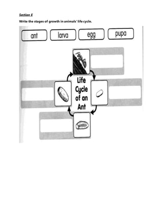 Section E
Write the stages of growth in animals’ life cycle.
 