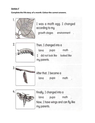 Section F
Complete the life story of a month. Colour the correct answers.
 