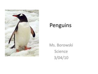 Penguins Ms. Borowski Science 3/04/10 