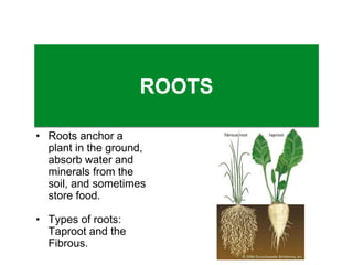 Achor Roots Plants | PPTX