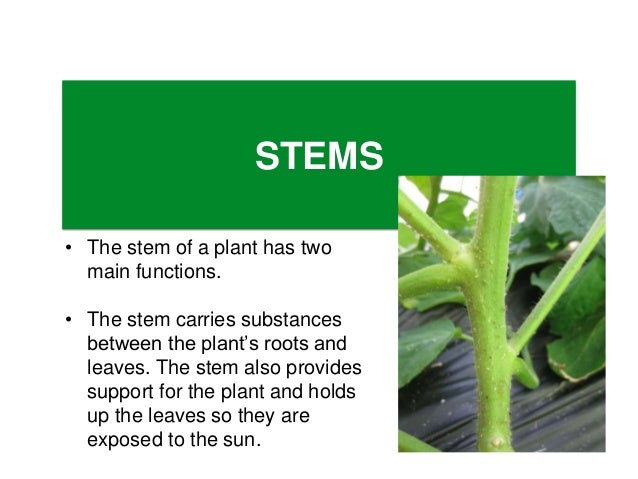 What are the two main functions of roots?