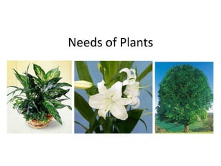 Needs of Plants
 